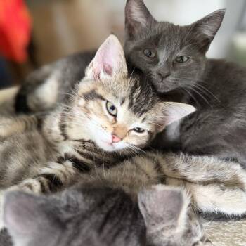Alexis -  Domestic Short Hair Cat for Adoption in Skokie, Illinois - Alexis | PetCurious