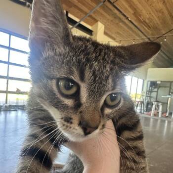 Nutmeg -  Domestic Short Hair Cat for Adoption in Leander, Texas - Nutmeg | PetCurious