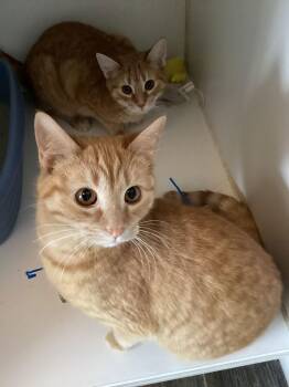 Domestic Short Hair Cats Available for Adoption - Orange Crush | PetCurious
