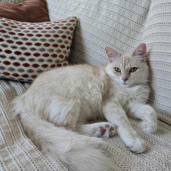 Tiffanie aka Mango -  Burmilla and Birman Cat for Adoption in Los Angeles, California - Tiffanie Aka Mango | PetCurious
