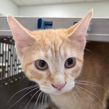 Marrow -  Domestic Short Hair Cat for Adoption in Chattanooga, Tennessee - Marrow | PetCurious