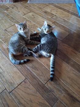 Rescue Domestic Short Hair and Tabby Cats for Adoption in Minneapolis, Minnesota - Sawyer And Finn - Bonded Brothers | PetCurious