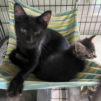 Hay-Hay (Excellent with kids) -  Domestic Short Hair Cat for Adoption in Moline, Illinois - Hay-Hay (Excellent With Kids) | PetCurious