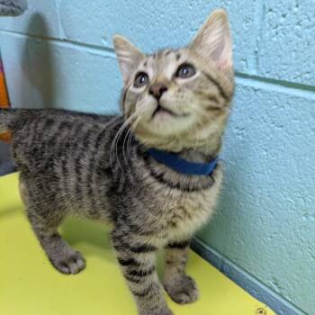 Rescue Domestic Short Hair Cats for Adoption in Springfield, Missouri - Gouda | PetCurious