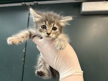 Domestic Medium Hair Cats Available for Adoption in Thousand Palms, California - LEIA | PetCurious