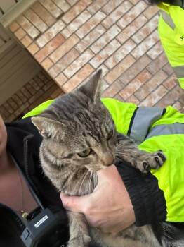 Rescue Tabby Cats for Adoption in Nacogdoches, Texas - Hershey Kisses | PetCurious