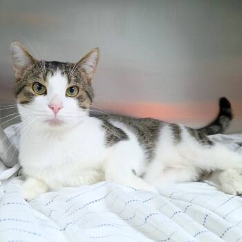 Rescue Domestic Short Hair Cats for Adoption in Michigan City, Indiana - Bean | PetCurious