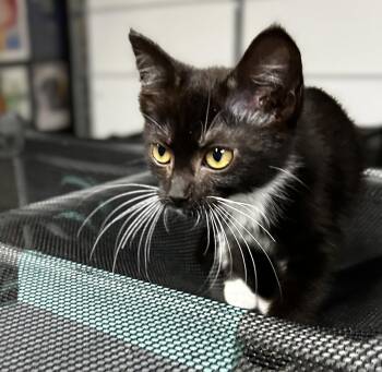 Clover -  Domestic Short Hair Cat for Adoption in Elkins, West Virginia - Clover | PetCurious