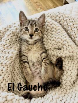 El Gaucho -  Domestic Short Hair Cat for Adoption - El Gaucho | PetCurious