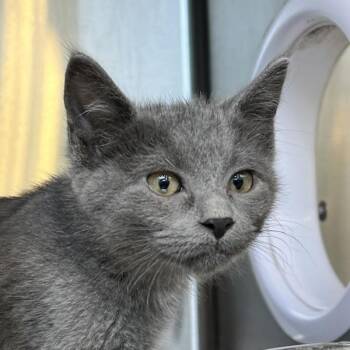 Kiki -  Domestic Short Hair Cat for Adoption in Sioux City, Iowa - Kiki | PetCurious