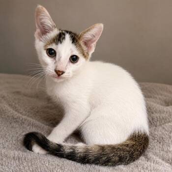 Fish Pants -  Domestic Short Hair Cat for Adoption in Austin, Texas - Fish Pants | PetCurious