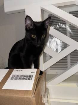 Elora -  Domestic Short Hair Cat for Adoption in Lafayette, Colorado - Elora | PetCurious