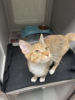 Domestic Short Hair Cats Available for Adoption - Autumn | PetCurious