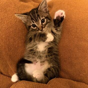 Waffles the Mighty -  Domestic Short Hair Cat for Adoption in San Antonio, Texas - Waffles The Mighty | PetCurious