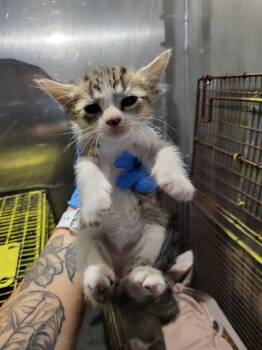 MANGO -  Domestic Short Hair Cat for Adoption in San Antonio, Texas - MANGO | PetCurious