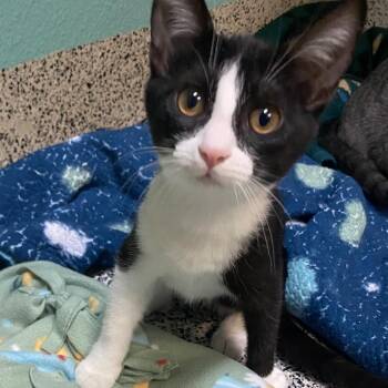 Domestic Short Hair Cats Available for Adoption - Anchor | PetCurious