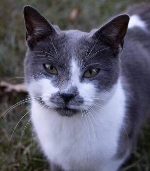 Basil -  Domestic Short Hair Cat for Adoption in Hartford City, Indiana - Basil | PetCurious