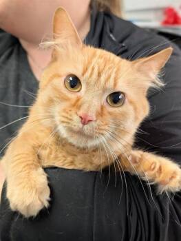 Domestic Medium Hair Cats Available for Adoption in Canfield, Ohio - MANGO | PetCurious