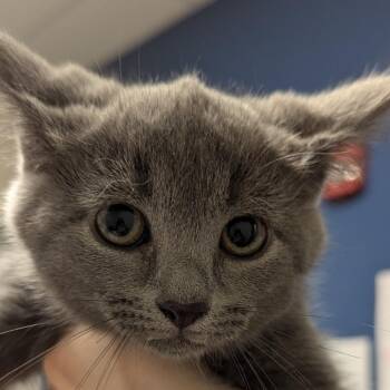 Thalia -  Domestic Short Hair Cat for Adoption in Pittsburgh, Pennsylvania - Thalia | PetCurious