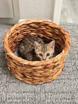 Domestic Short Hair Cats Available for Adoption in Los Angeles, California - Ember | PetCurious