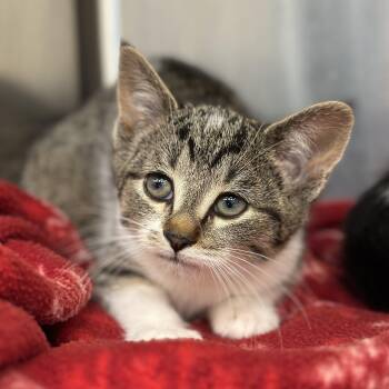 Rescue Domestic Short Hair Cats for Adoption in Macomb, Michigan - Sangria | PetCurious
