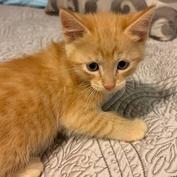 Domestic Short Hair Cats Available for Adoption in Wichita, Kansas - Blaze | PetCurious
