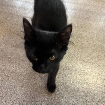Max -  Domestic Medium Hair Cat Available for Adoption in Sarasota, Florida - Max | PetCurious