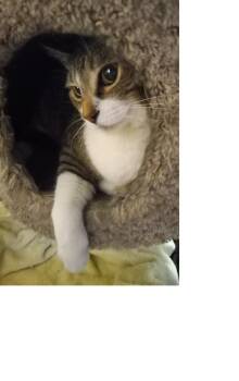 Rescue Domestic Short Hair Cats for Adoption in Safety Harbor, Florida - Cooper | PetCurious