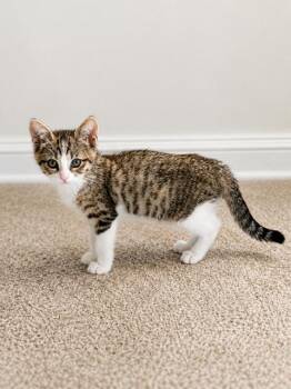 Peach -  Tabby Cat for Adoption in West Hollywood, California - Peach | PetCurious