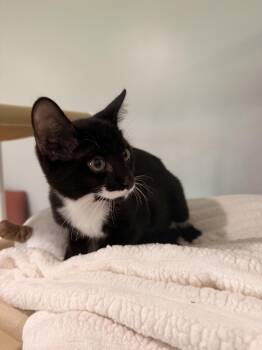 Panda -  Domestic Short Hair Cat for Adoption in Suffolk, Virginia - Panda | PetCurious