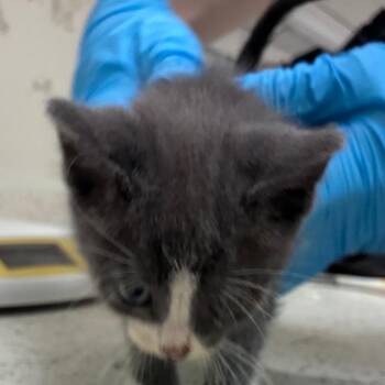 Luigi -  Domestic Short Hair Cat for Adoption in Auburn, Alabama - Luigi | PetCurious