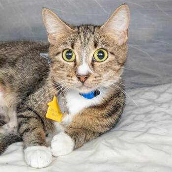 HICKORY -  Domestic Short Hair Cat for Adoption in St. Louis, Missouri - HICKORY | PetCurious