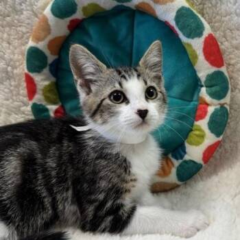 Domestic Short Hair Cats Available for Adoption in Seneca, South Carolina - Jack $75 At PetSmart Seneca | PetCurious