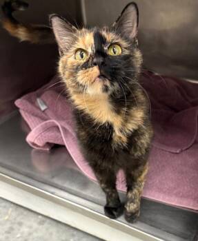 Rescue Domestic Short Hair Cats for Adoption in Geneseo, Illinois - Laurel | PetCurious