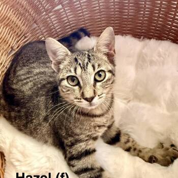 Hazel -  Domestic Short Hair Cat for Adoption in NEW PT RICHEY, Florida - Hazel | PetCurious