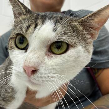 Rescue Domestic Short Hair Cats for Adoption in Corpus Christi, Texas - Lamar | PetCurious