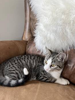 Domestic Short Hair Cats Available for Adoption - Jack Frost | PetCurious