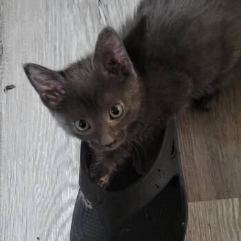 Faith H -  Domestic Short Hair Cat for Adoption in Sandy Springs, Georgia - Faith H | PetCurious