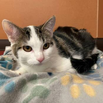Domestic Short Hair Cats Available for Adoption in Rochester, Minnesota - Mallory | PetCurious