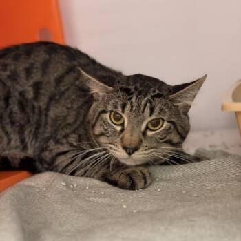 Domestic Short Hair Cats Available for Adoption in Houston, Texas - Mark | PetCurious