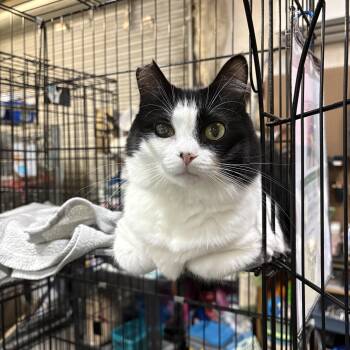 Rescue Domestic Medium Hair Cats for Adoption in Centerville, Georgia - Phyllis | PetCurious