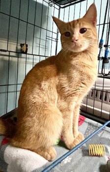 Domestic Short Hair Cats Available for Adoption in Jacksonville, Florida - Cheeto =^.^= | PetCurious