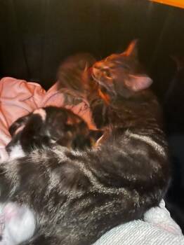Rosy Maple Moth -  Domestic Short Hair Cat for Adoption in Cincinnati, Ohio - Rosy Maple Moth | PetCurious