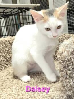 Rescue Domestic Short Hair Cats for Adoption in Buena Vista, Virginia - Daisey | PetCurious