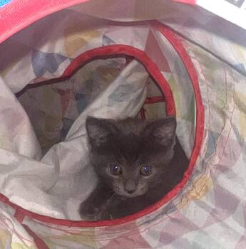 Klein -  Domestic Short Hair Cat Available for Adoption in Dublin, Ohio - Klein | PetCurious