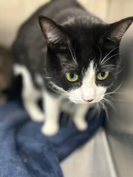 Oreo -  Domestic Short Hair Cat for Adoption in Hartsville, South Carolina - Oreo | PetCurious