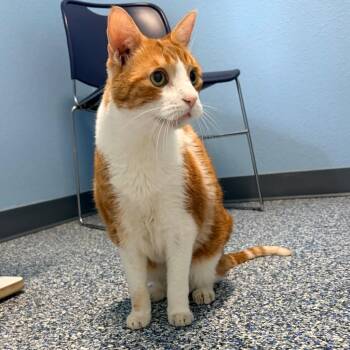 Domestic Short Hair Cats Available for Adoption in Magnolia, Texas - Nietzche | PetCurious