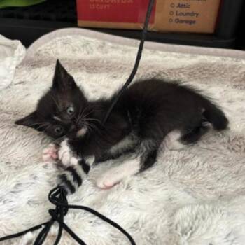 Socks -  Domestic Short Hair Cat for Adoption in Fairfax Station, Virginia - Socks | PetCurious