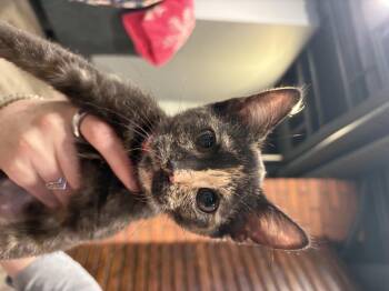 Alex -  Domestic Short Hair Cat for Adoption in St. Clair Shores, Michigan - Alex | PetCurious