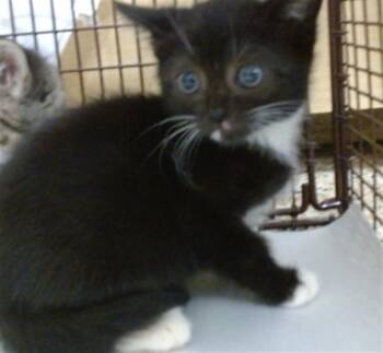 Domestic Short Hair Cats Available for Adoption in Doral, Florida - XION | PetCurious